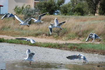 a flock of seagulls hovering low over the shore