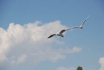  a couple of seagulls in the sky