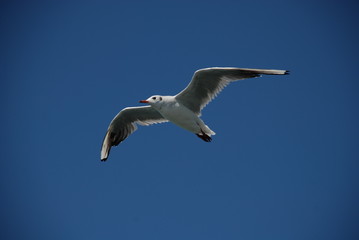 Obraz premium Seagull in flight from below on a solid blue background