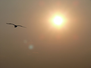 Seagull silhouette in front of the sun