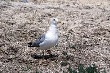 Seagull walking on the sea grass on the shore