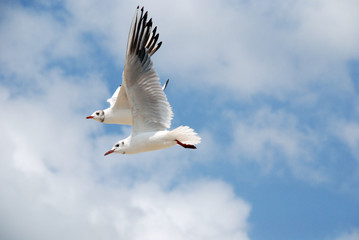 flying seagulls in pair