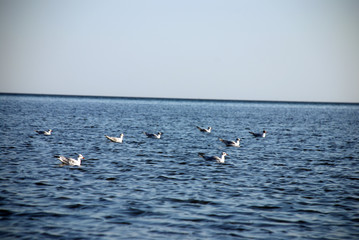 seagulls floating in the sea