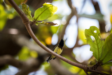 Birds in Thailand