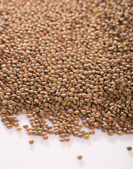 Raw lentils on white background