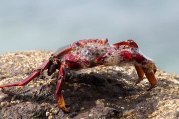 rote_Klippenkrabbe