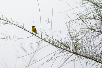 Birds in Thailand