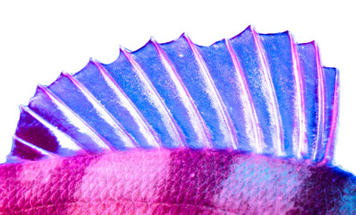 Perch fish fins in blue and pink color isolated on white background