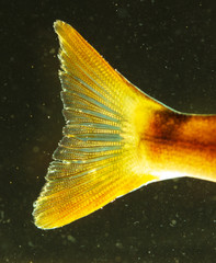 Perch fish fins in gold color