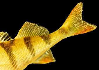 Perch fish fins in gold color isolated on black background
