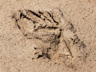 Human footprint on clay soil as a background