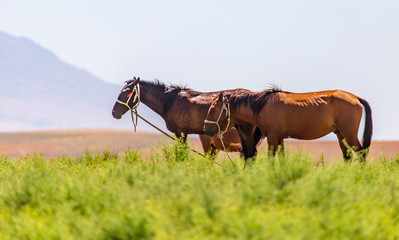 Horses graze in the mountains in the south of Kazakhstan