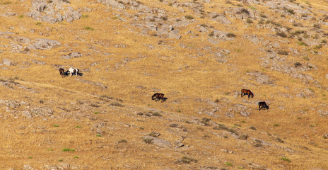 Horses graze in the mountains in the south of Kazakhstan