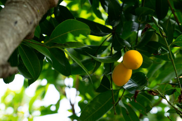 Plum Mango fruit summer. yellow color Expensive but delicious.