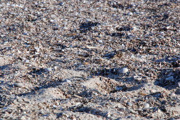 shell and sand beach