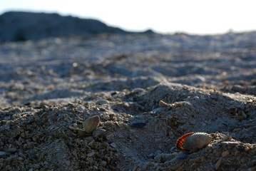 shell and sand beach