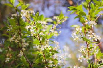 branch of a tree in spring