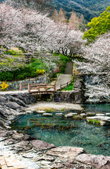 Obraz na płótnie Canvas 公園の桜