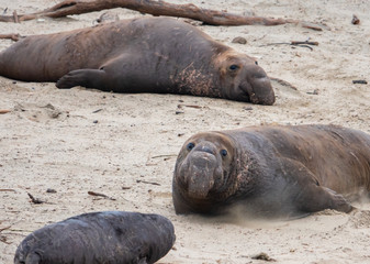 Northern Elephant Seal bulls (Mirounga angustirostris) rest on the beach during mating season, at Ano Nuevo State Park and preserve, along the Pacific Coast of California, in Pescadero.  