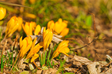 Krokusse im Fr&uuml;hling 