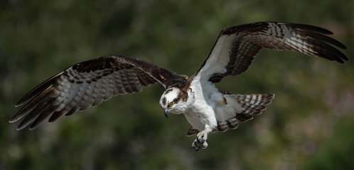 Fototapeta premium Osprey 