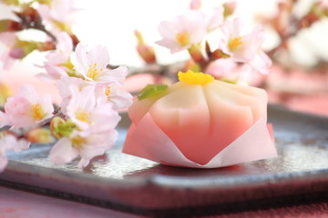 Cherry flower shape Japanese traditional sweets made from beans and cherry blossoms (Japanese sweets) (Japanese spring sweets) 桜練り切りとサクラで花見（和菓子）（日本の春のお菓子）