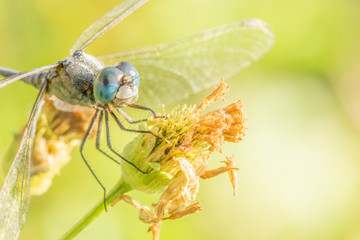 Dragonfly with blue big eye are eating honeydew on flowers with bokeh of nature background.