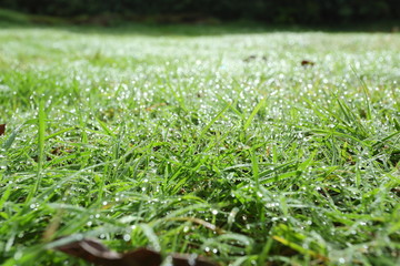 water dew drop on green grass garden