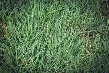 Obraz premium water dew drop on green grass garden