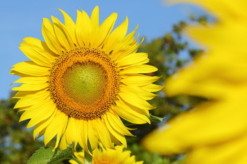 Fototapeta premium beautiful sunflower blossom blooming in the morning day of springtime