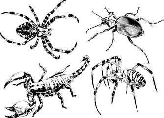 vector drawings sketches different insects bugs Scorpions spiders drawn in ink by hand , objects with no background