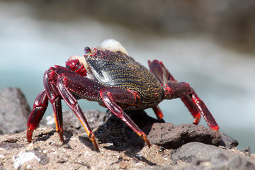 rote_Klippenkrabbe