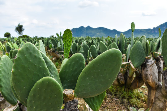 rhipsalidopsis cactus Rhipsalidopsis gaertneri