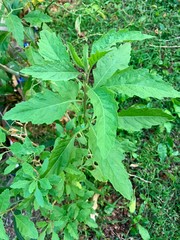 Planta pequeña de epazote