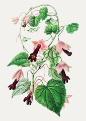 Purple bell vine © Rawpixel.com