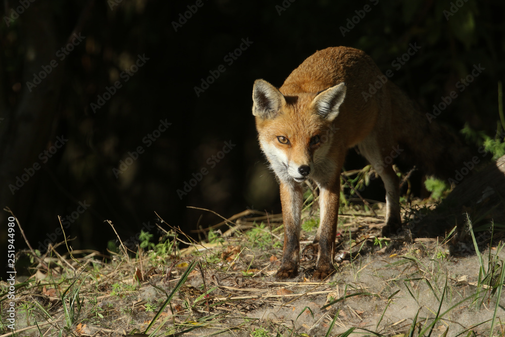 Wall mural A beautiful Red Fox (Vulpes vulpes) hunting for food on an island at the edge of a lake.	