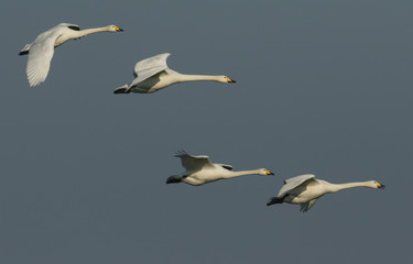 A group of beautiful Whooper Swan, Cygnus cygnus, flying in the blue sky on a cold winters morning.