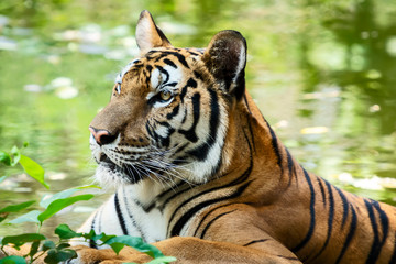 Fototapeta premium Portrait of tiger.