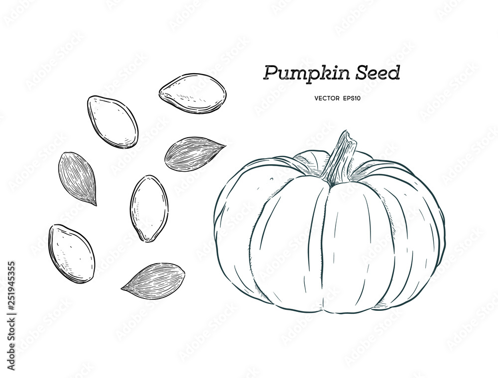 Wall mural pumpkin seed, hand draw vector.