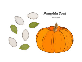 Pumpkin seed, hand draw vector.