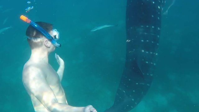 Tourists swim in the sea with whale sharks near the city of Oslob on the island of Cebu, Philippines. Watch the feeding of sharks in nature. hd 1920x1080 video gopro.
