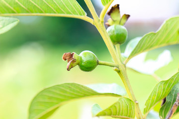 Young organic flower fruit of guava