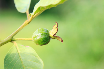 Young organic flower fruit of guava