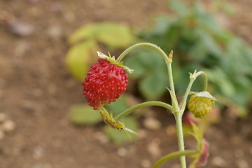 ワイルドストロベリー