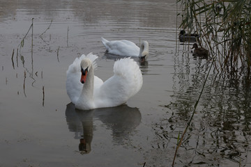 White swan with raised wings on the smooth surface of the lake.	