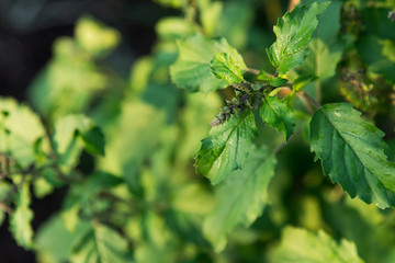 holy basil in herbal garden 