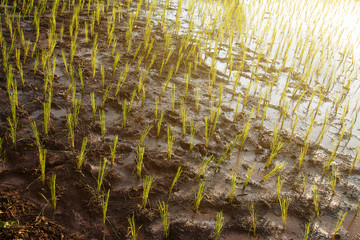 Planting rice field in farm 
