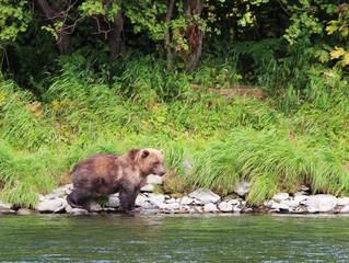 Large wild kamchatka brown bear (Ursus arctos beringianus), also known as the Far Eastern brown bear, walks on the coast of the Bystraya Malkinskaya river on the Kamchatka Peninsula, Russia.