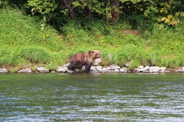 Large wild kamchatka brown bear (Ursus arctos beringianus), also known as the Far Eastern brown bear, walks on the coast of the Bystraya Malkinskaya river on the Kamchatka Peninsula, Russia.