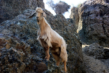 Beige goat gracefully standing on the rocky mountainside.